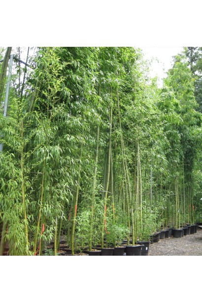 Бамбук Филостачис Бисетти 